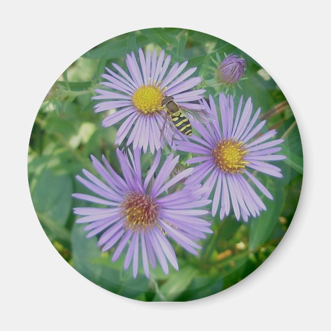 Purple Asters with Bee Fly Magnet (Front)