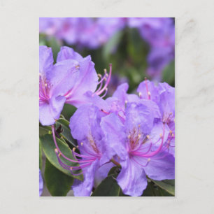 purple azalea flowers, 杜 鹃 花 postcard