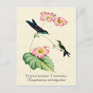 Purple Backed Thornbill Hummingbird Art Postcard