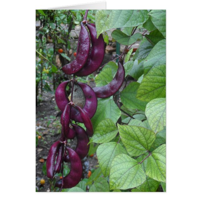 Purple Beans (Front)