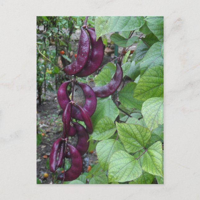 Purple Beans Postcard (Front)