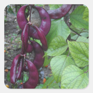 Purple Beans Square Sticker