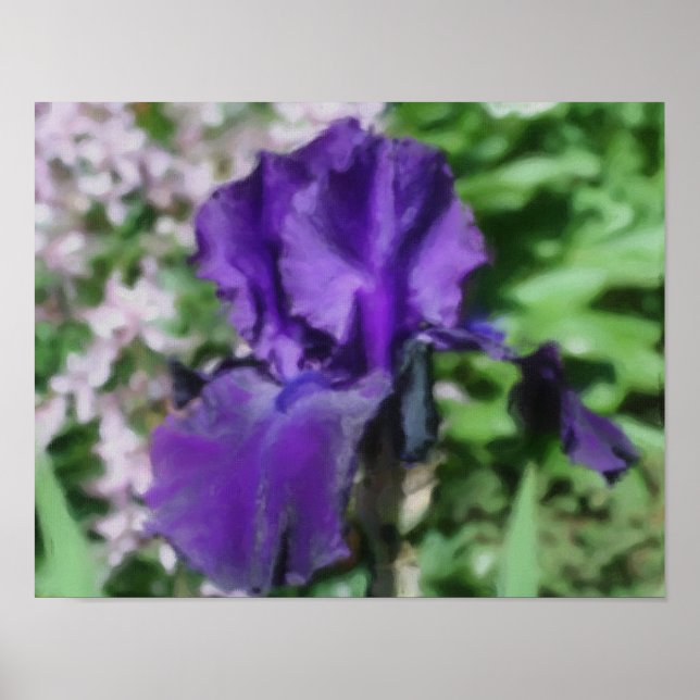 Purple Bearded Iris Flower Art Photo Painting Poster (Front)