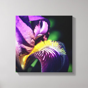Purple Bearded Iris Flower Petal Canvas Print