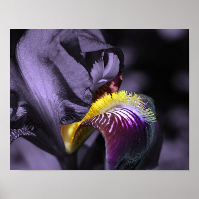 Purple Bearded Iris Flower Petal Poster (Front)