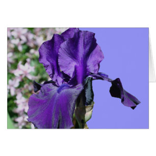 Purple Bearded Iris Flower Photography Card