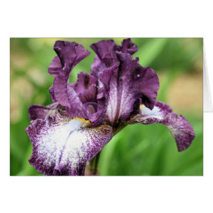Purple Bearded Iris Flower Photography Card