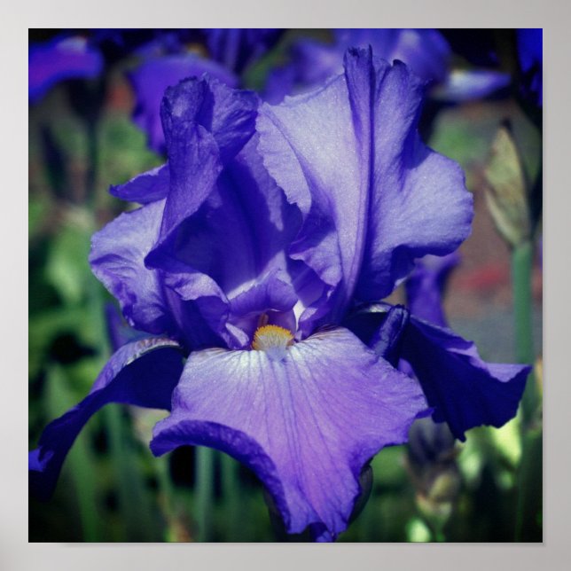 Purple Bearded Iris Flower Poster (Front)