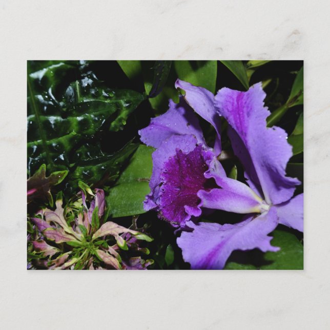 Purple Bearded Iris in a Botanical Garden Postcard (Front)