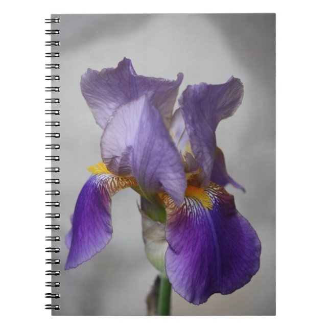 Purple bearded iris notebook (Front)
