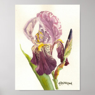 Purple Bearded Iris Poster