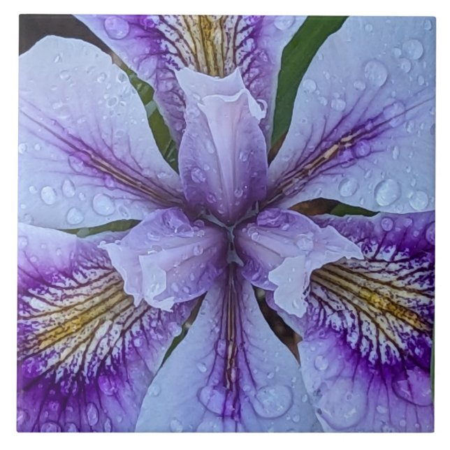  Purple Beardless Iris Floral Ceramic Tile (Front)