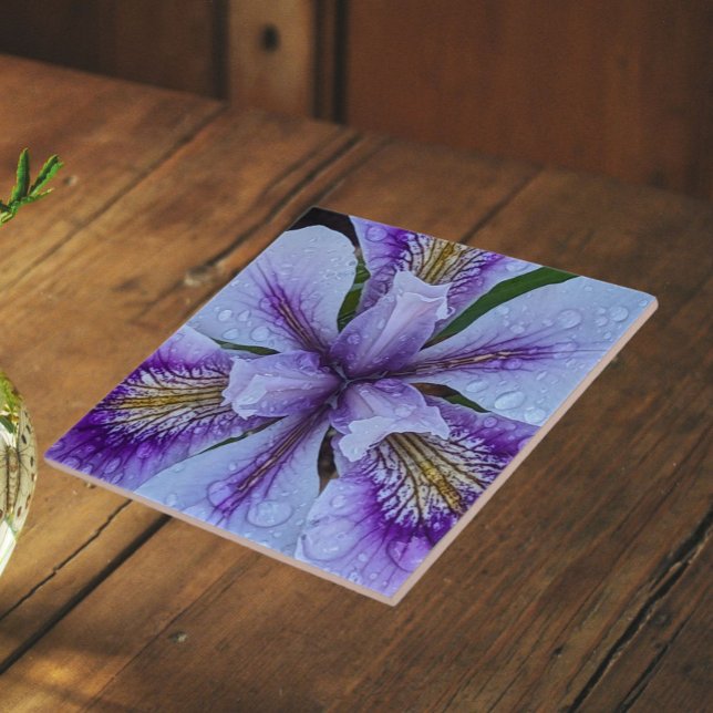  Purple Beardless Iris Floral Ceramic Tile (In Situ)