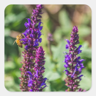 Purple Beauty and The Bee Square Sticker