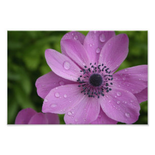 Purple beauty photo print