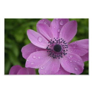 Purple beauty photo print