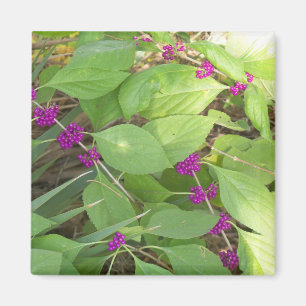 Purple Beautyberries Magnet