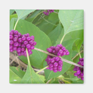Purple Beautyberry Magnet