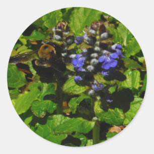 Purple Bee Balm and Bumble Bee Classic Round Sticker
