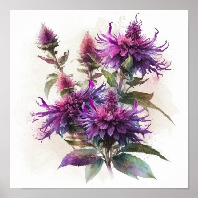 Purple Bee Balm Flower Art Print Poster (Front)