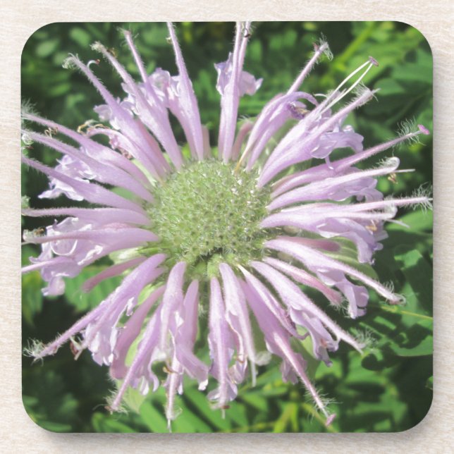 Purple Bee Palm Coaster (Front)