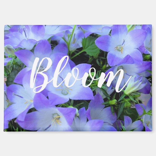 Purple Bellflowers Photograph Magnet (Front)
