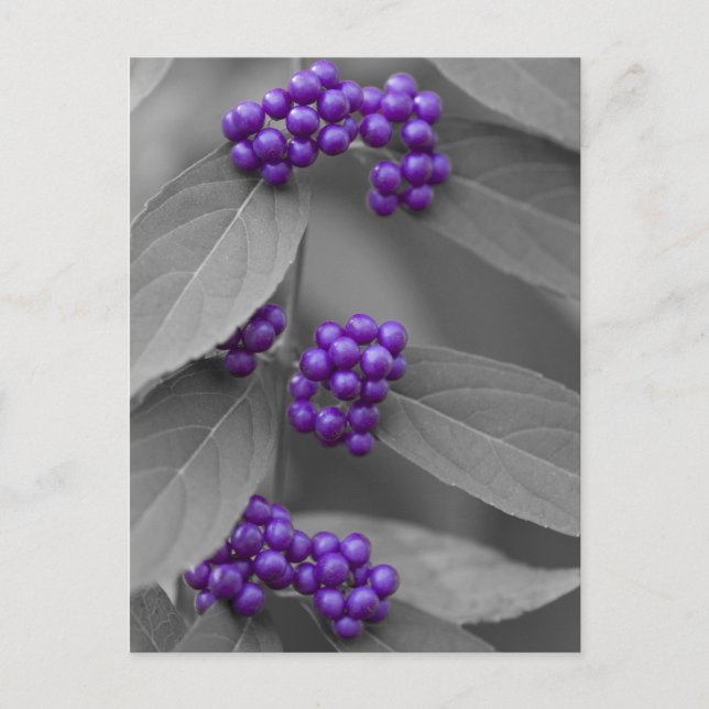 Purple Berries on Black and White Foliage Postcard (Front)