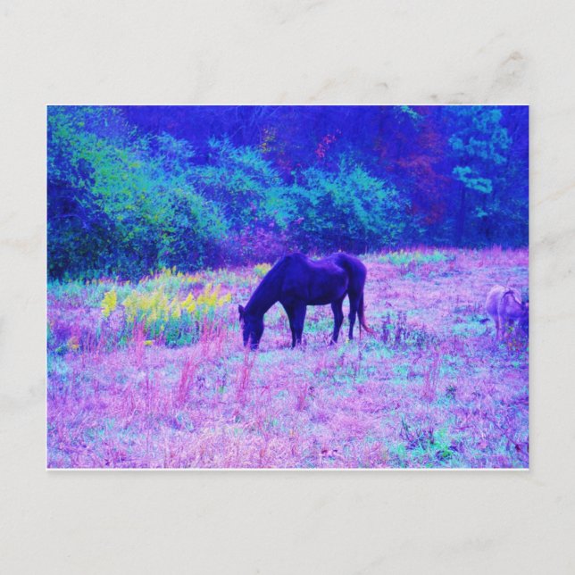 Purple Black Horse in Rainbow field Postcard (Front)