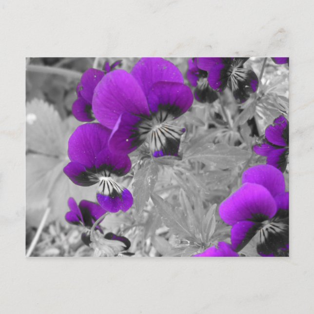 Purple & Black Pansies Postcard (Front)