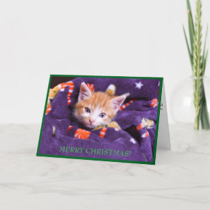 Purple Blanket Cat Merry Christmas Orange Kitten  Holiday Card