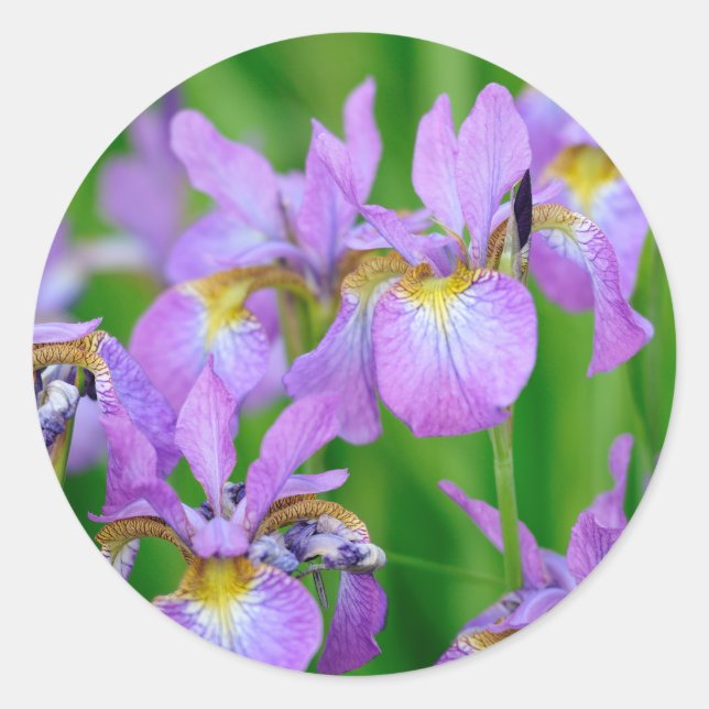 Purple Blooming Iris Flowers  Classic Round Sticker (Front)
