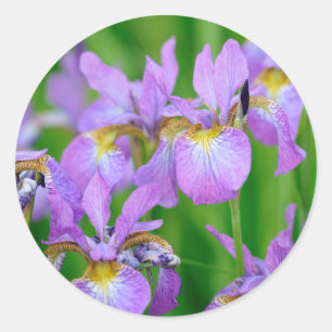 Purple Blooming Iris Flowers Classic Round Sticker