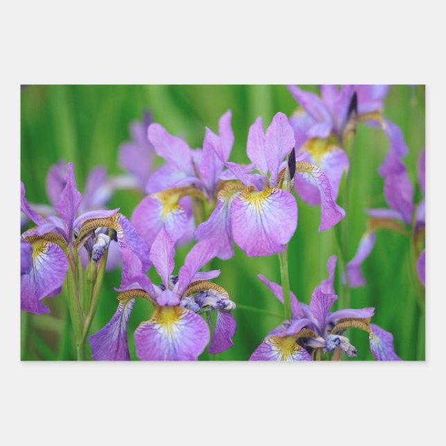 Purple Blooming Iris Flowers  Wrapping Paper Sheet (Front)