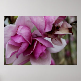 Purple Blooms Poster