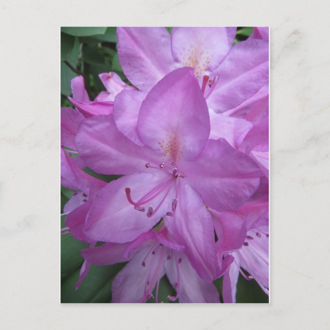 Purple Blossoms Postcard (Front)