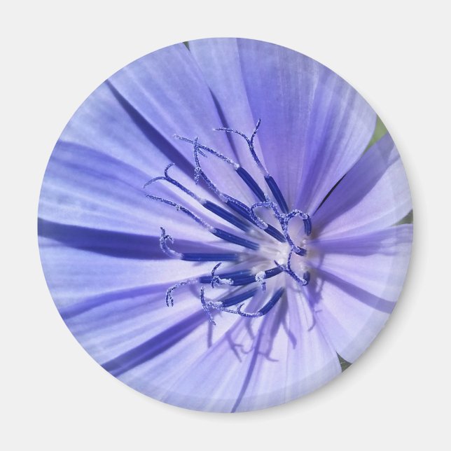 purple blue chicory magnet (Front)