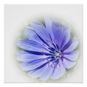 purple blue chicory poster