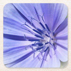 purple blue chicory square paper coaster