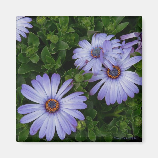 Purple/Blue-Daisy-Magnet Magnet (Front)