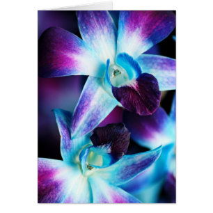 Purple & Blue Dendrobium Orchid Customised Orchids