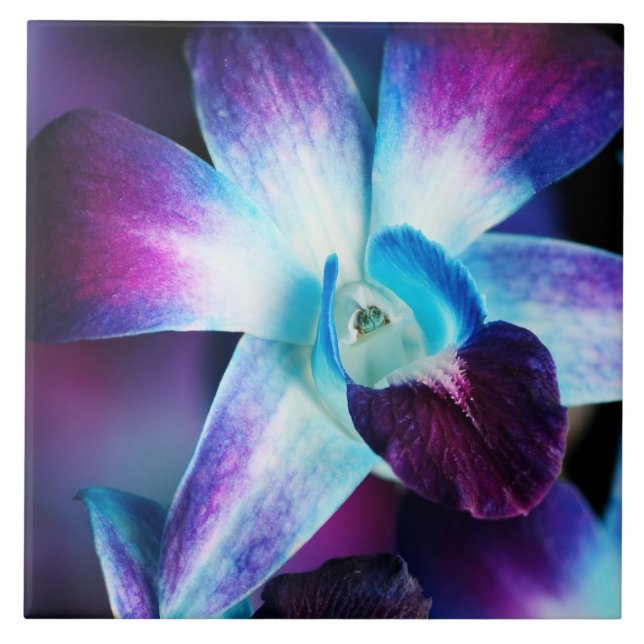 Purple & Blue Dendrobium Orchid Customised Orchids Ceramic Tile (Front)
