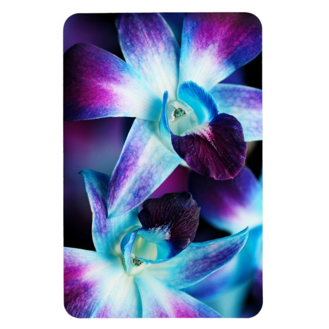 Purple & Blue Dendrobium Orchid Customised Orchids Magnet (Vertical)