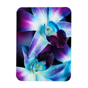 Purple & Blue Dendrobium Orchid Customised Orchids Magnet