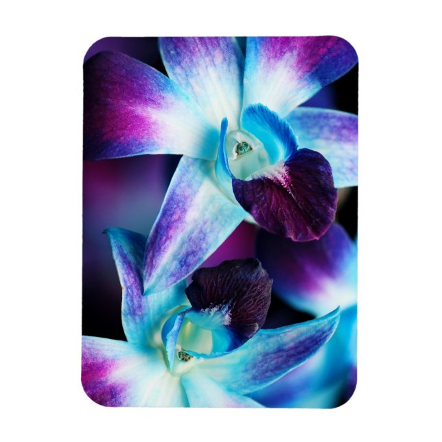 Purple & Blue Dendrobium Orchid Customised Orchids Magnet (Vertical)