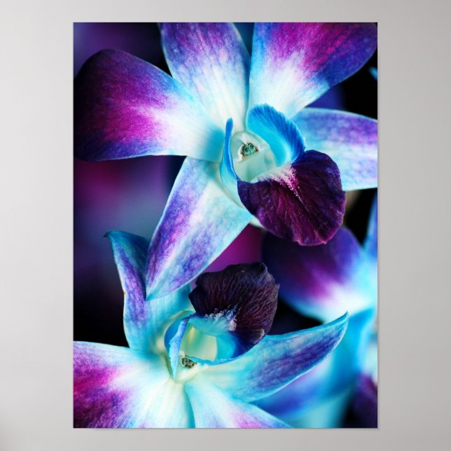 Purple & Blue Dendrobium Orchid Customised Orchids Poster (Front)