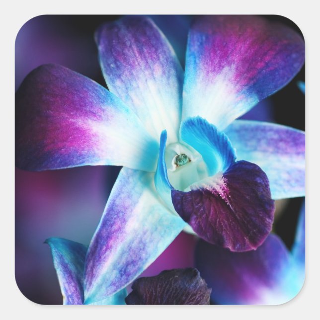 Purple & Blue Dendrobium Orchid Customised Orchids Square Sticker (Front)
