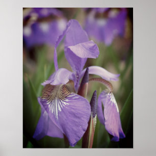 Purple Blue Flag Iris Flower  Poster