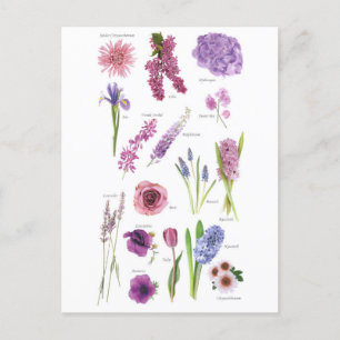 Purple Blue Flowers Postcard
