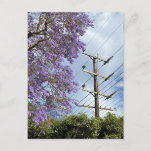 Purple blue Jacaranda tree Postcard