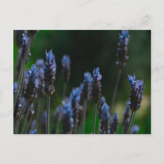 Purple Blue Lavender Flowers Postcard (Front)